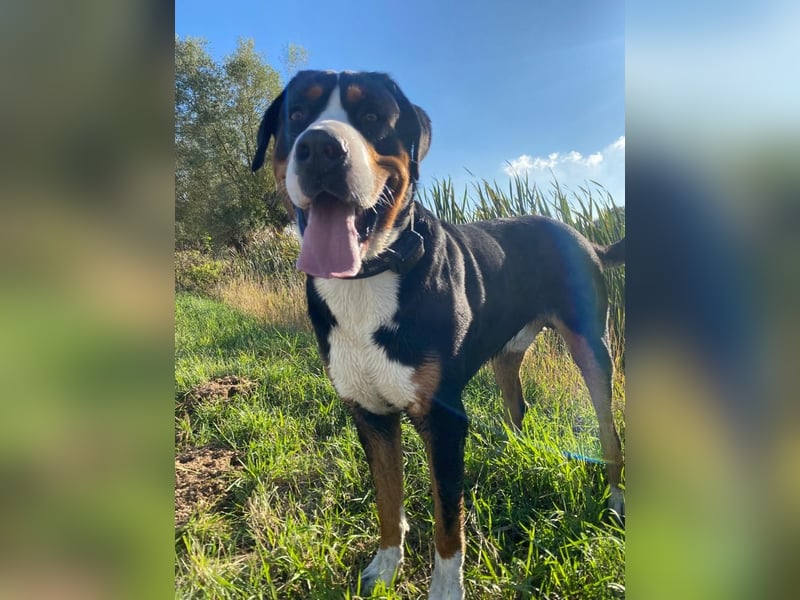 Großer Schweizer Sennenhund als Deckrüde