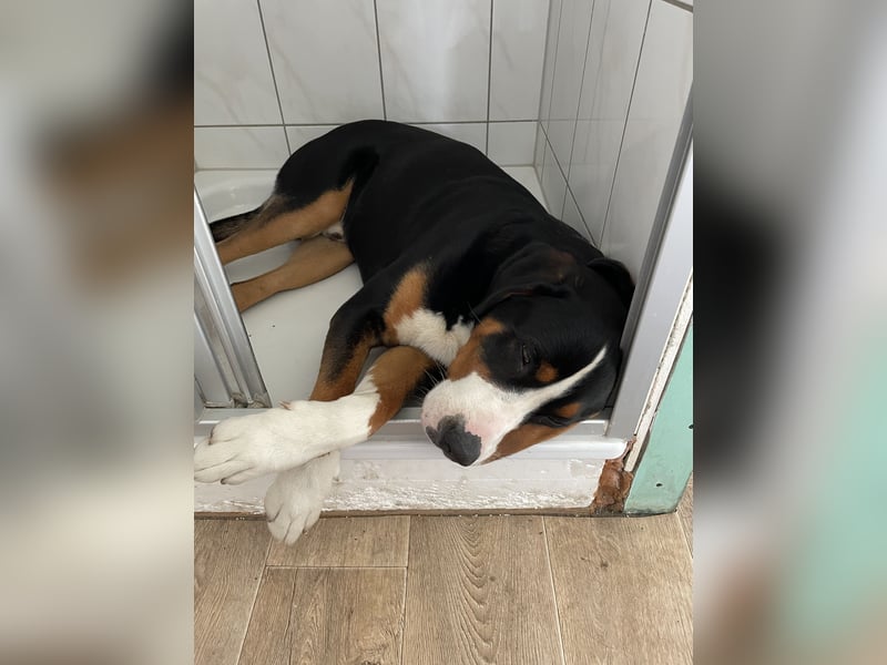 Großer Schweizer Sennenhund als Deckrüde