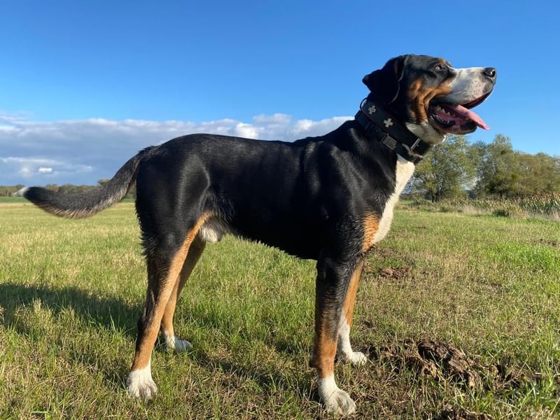 Großer Schweizer Sennenhund als Deckrüde