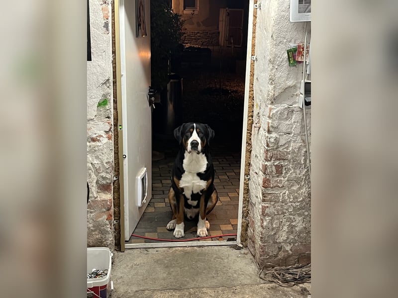 Großer Schweizer Sennenhund als Deckrüde