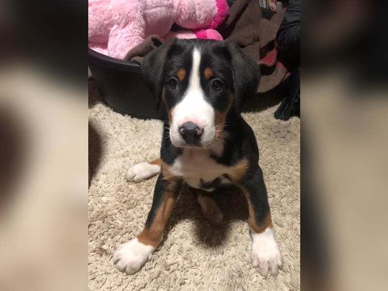 Großer Schweizer Sennenhund als Deckrüde