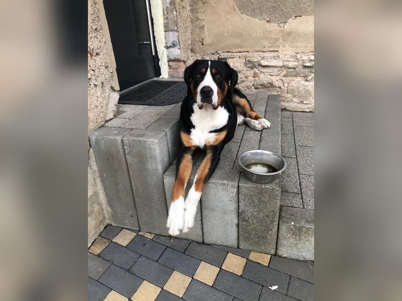 Großer Schweizer Sennenhund als Deckrüde