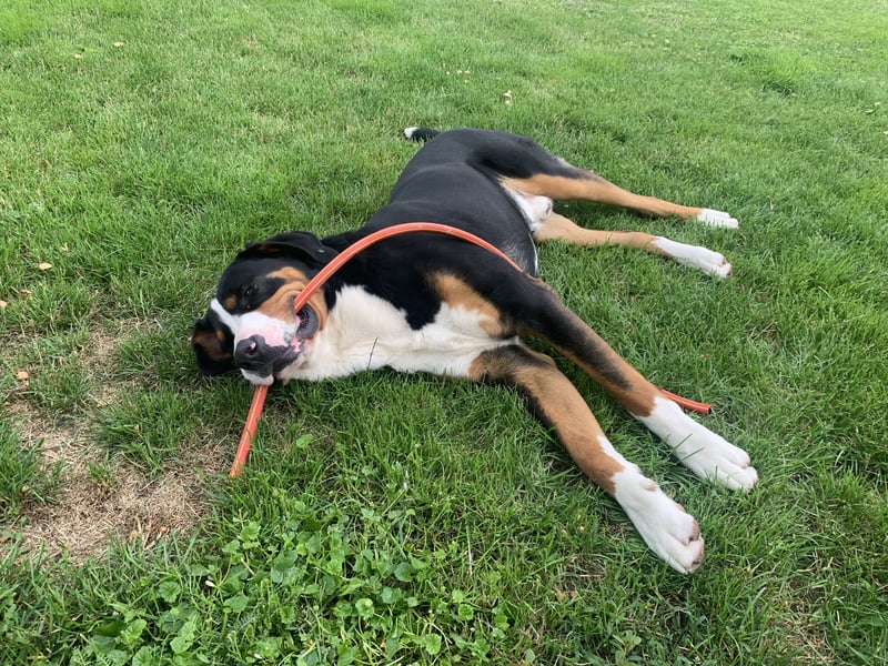 Großer Schweizer Sennenhund als Deckrüde