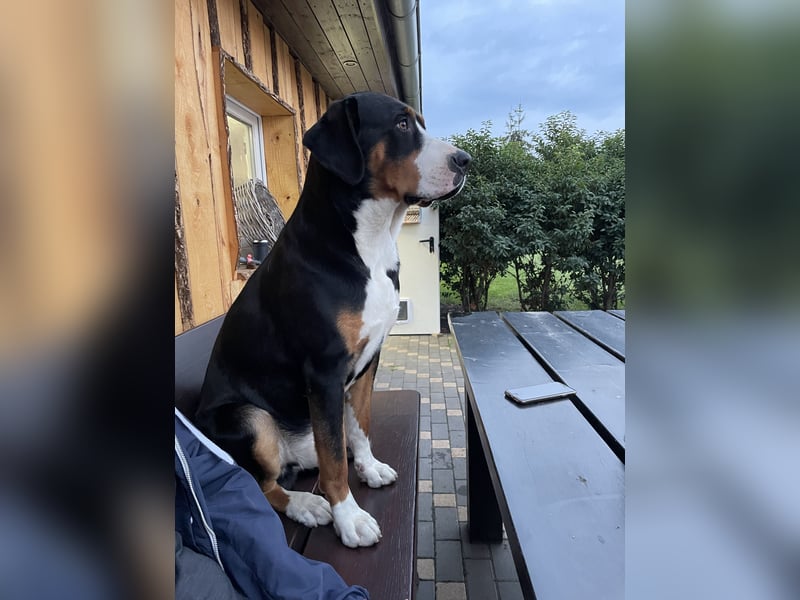 Großer Schweizer Sennenhund als Deckrüde