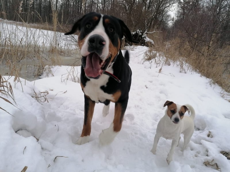 Großer Schweizer Sennenhund als Deckrüde