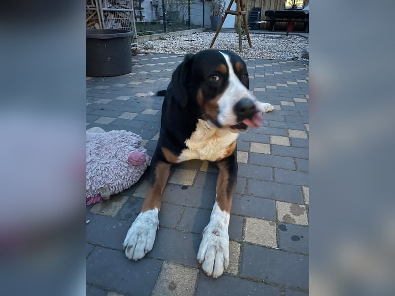 Großer Schweizer Sennenhund als Deckrüde