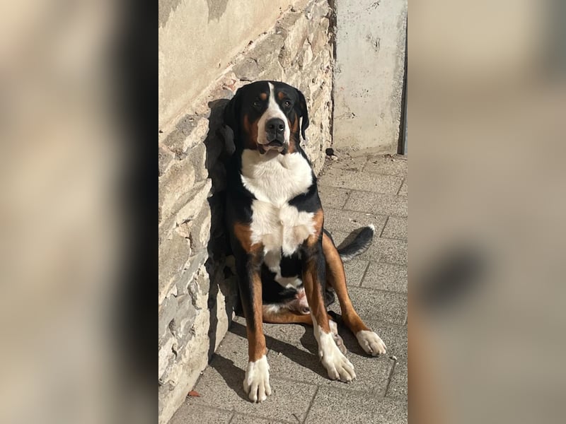 Großer Schweizer Sennenhund als Deckrüde