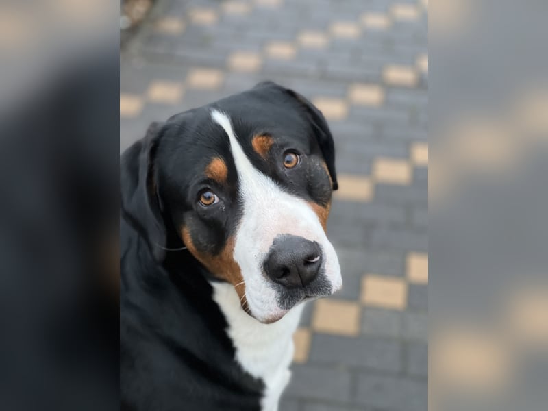 Großer Schweizer Sennenhund als Deckrüde