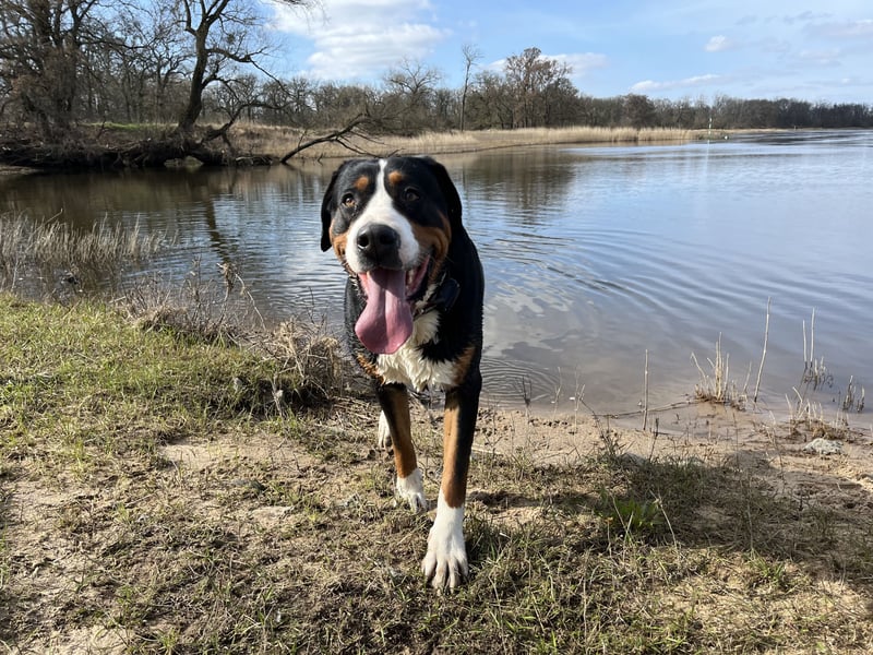 Großer Schweizer Sennenhund als Deckrüde
