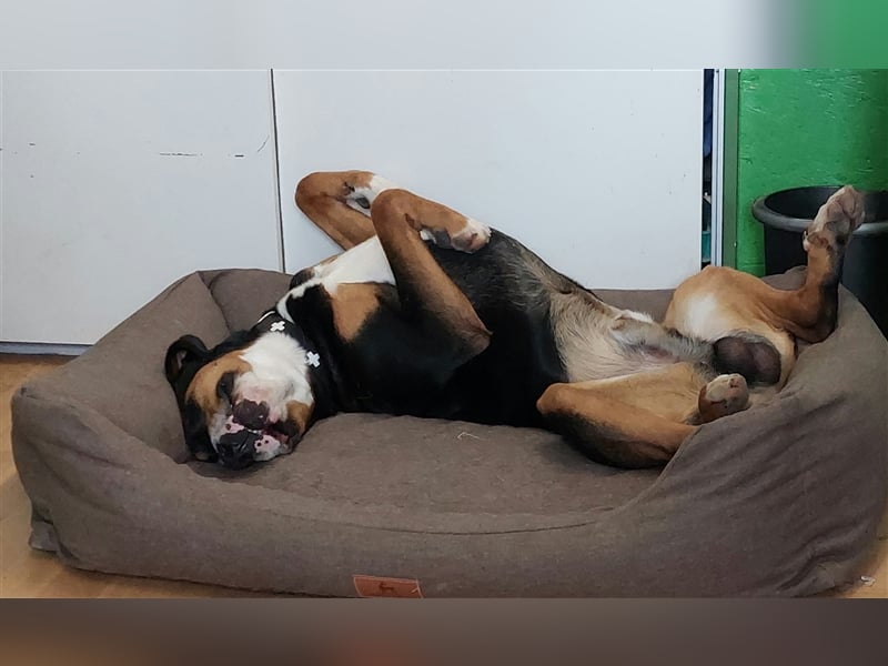Deckrüde Großer Schweizer Sennenhund mit Erfahrung
