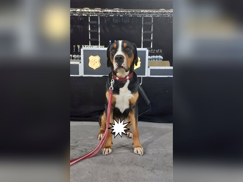 Deckrüde Großer Schweizer Sennenhund mit Erfahrung