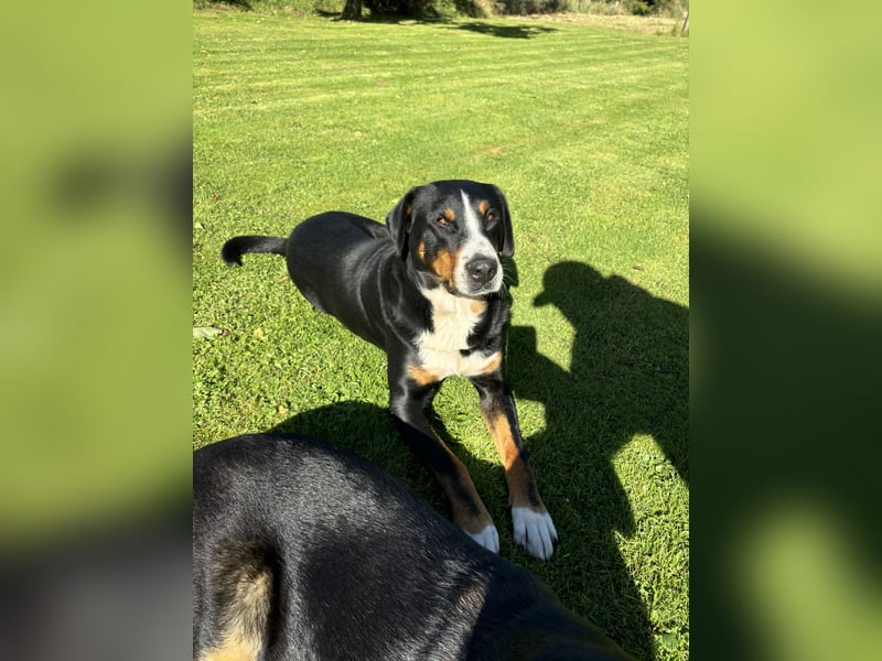 Großer Schweizer Sennenhund Deckrüde