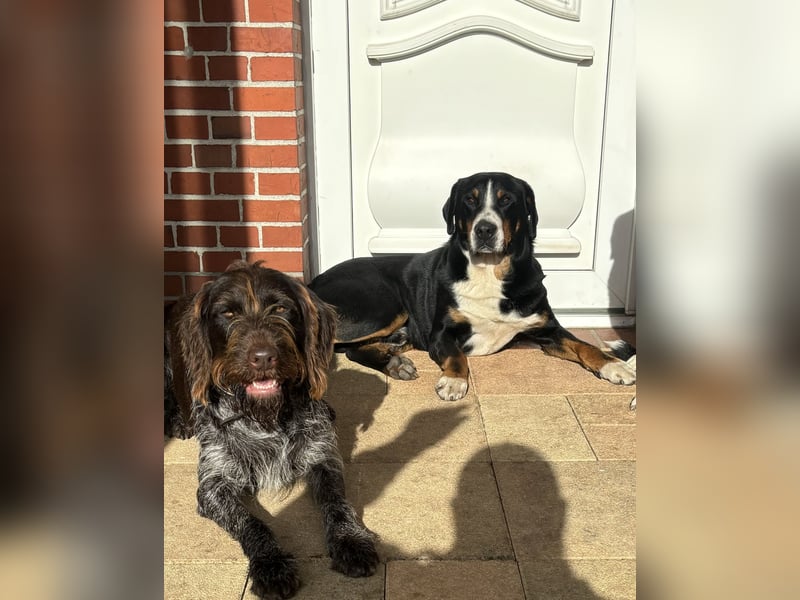 Großer Schweizer Sennenhund Deckrüde