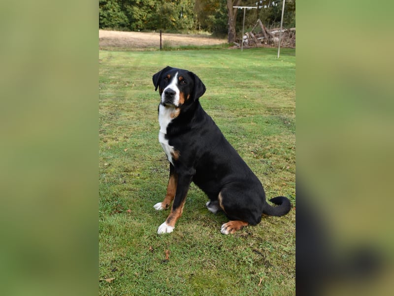 Großer Schweizer Sennenhund Deckrüde