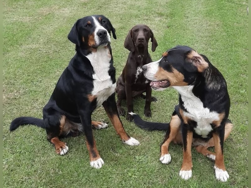 Großer Schweizer Sennenhund Deckrüde