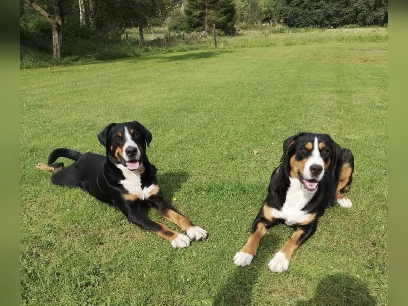 Großer Schweizer Sennenhund Deckrüde