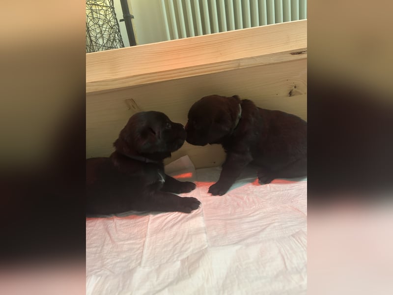 Labrador-Schweizer Sennenhund Mix Welpen