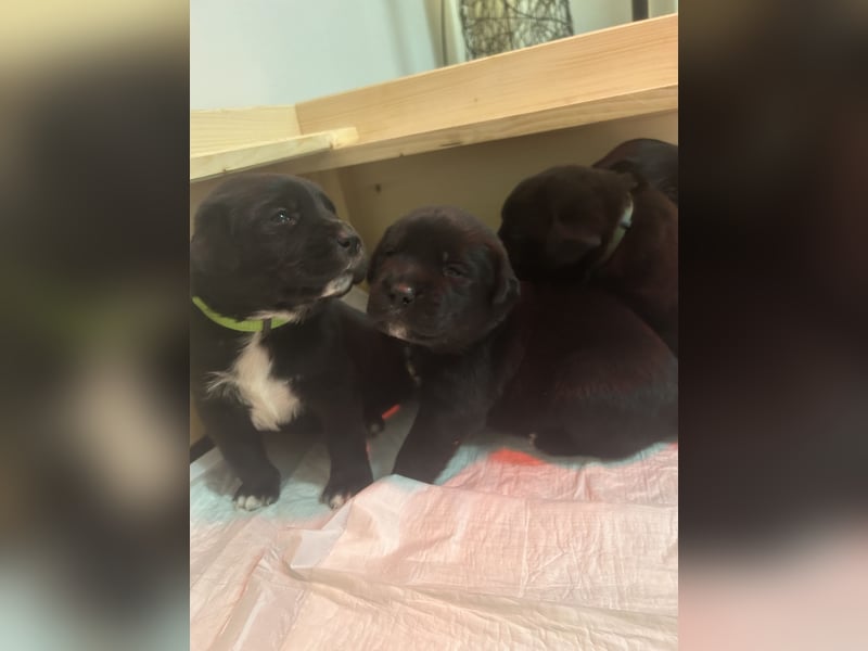 Labrador-Schweizer Sennenhund Mix Welpen