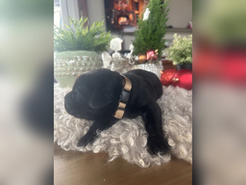 Labrador-Schweizer Sennenhund Mix Welpen