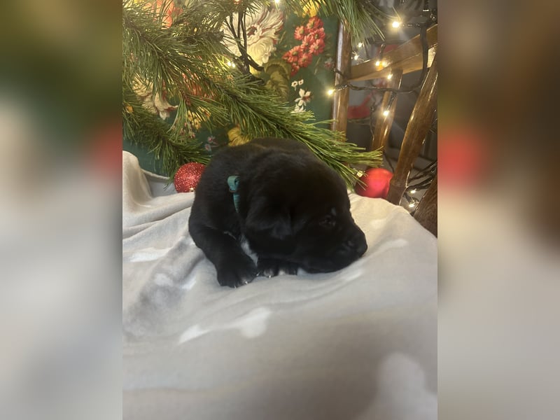 Labrador-Schweizer Sennenhund Mix Welpen