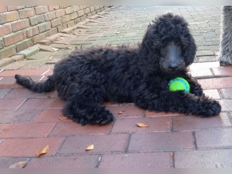 Großpudel Rüde Welpe schwarz,  navi grünes  Halsband