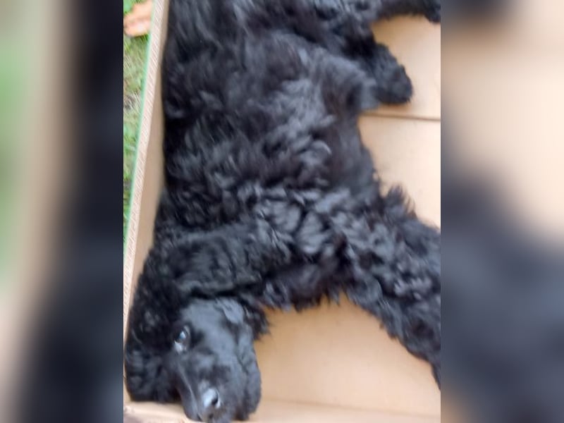 Großpudel schwarze Hündin Welpe Amira