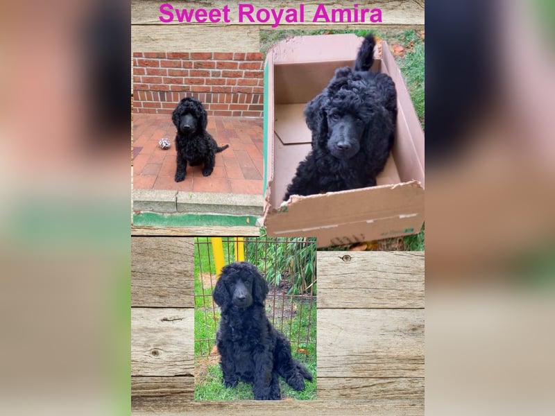 Großpudel schwarze Hündin Welpe Amira