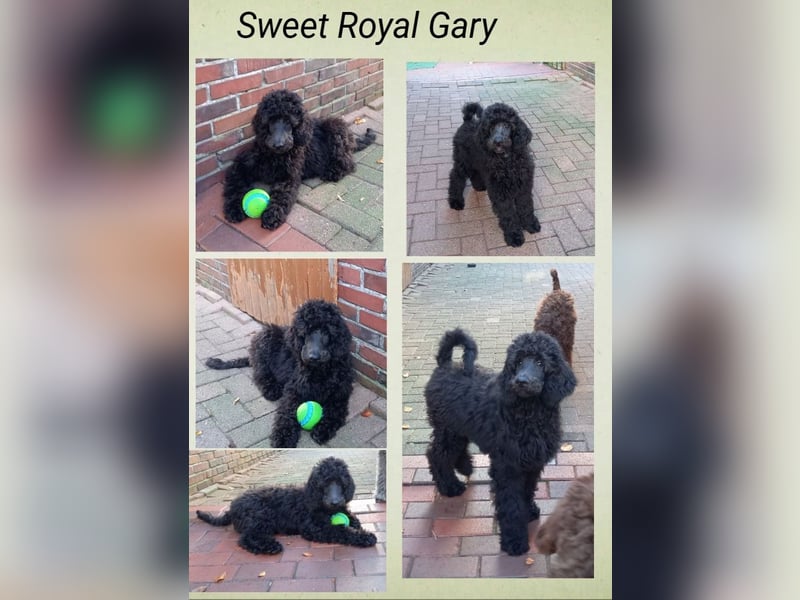 Großpudel Rüde Welpe schwarz,  navi grünes  Halsband