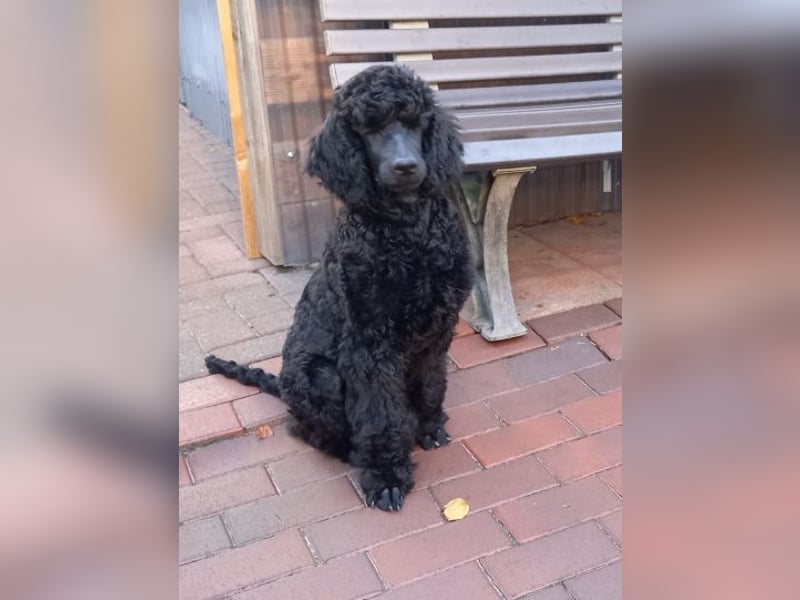 Großpudel Rüde Welpe schwarz,  lila Halsband