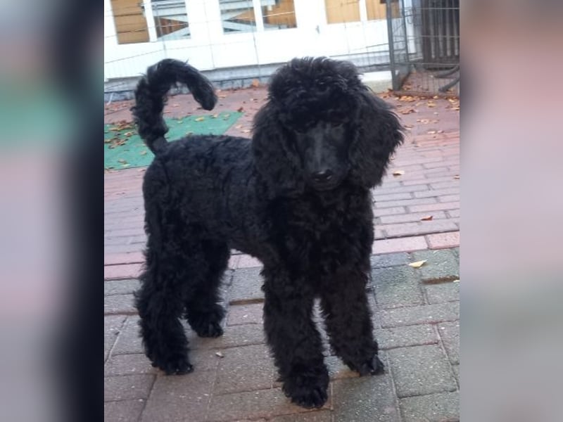 Großpudel schwarze Hündin Welpe Amira
