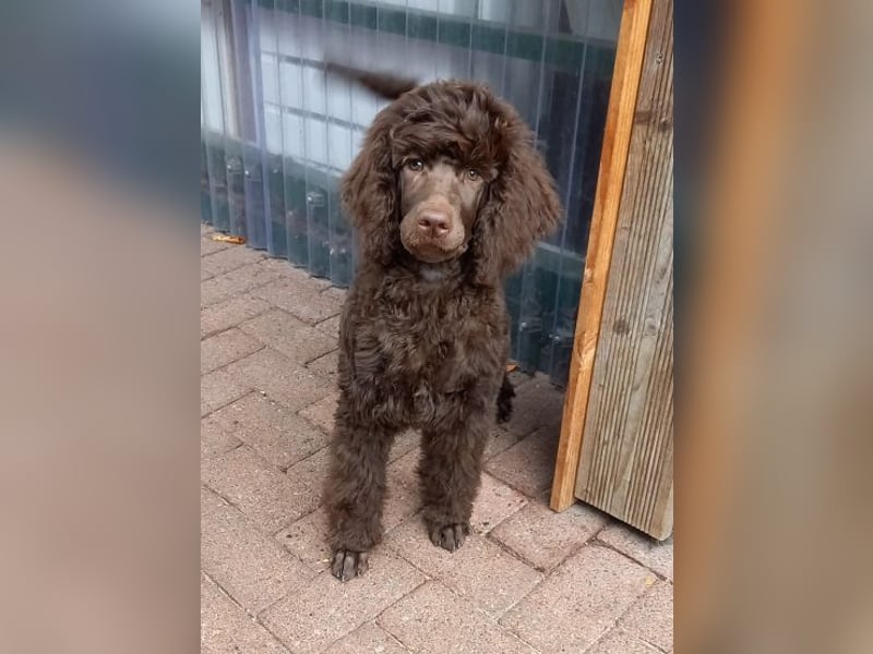 Großpudel braun Rüde Welpe Orangie