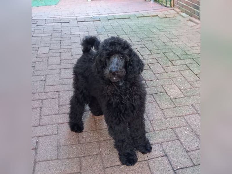 Großpudel Rüde Welpe schwarz,  navi grünes  Halsband