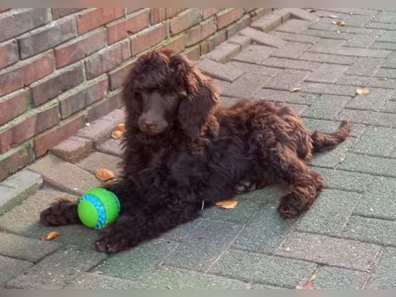 Großpudel braun Rüde Welpe Orangie