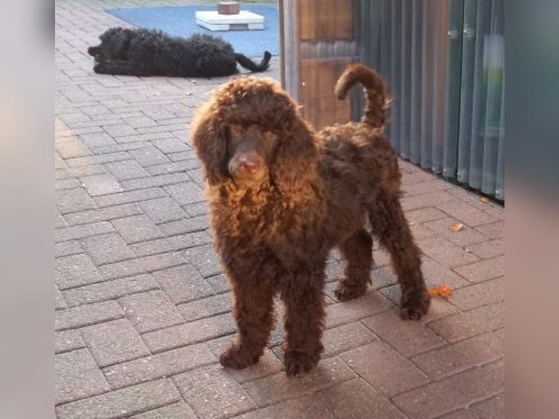 Großpudel braun Rüde Welpe Orangie