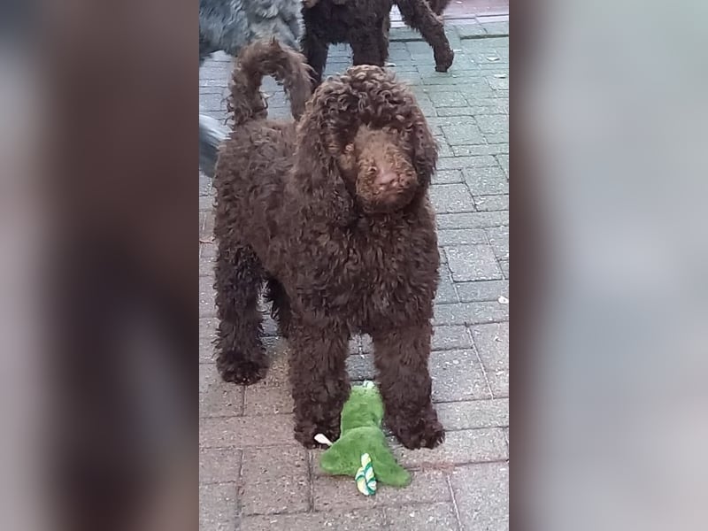Großpudel braun Rüde Welpe Samu