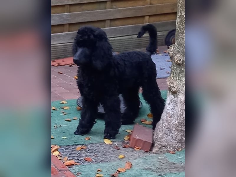 Großpudel schwarze Hündin Welpe Amira