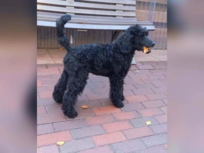 Großpudel Rüde Welpe schwarz,  blaues Halsband
