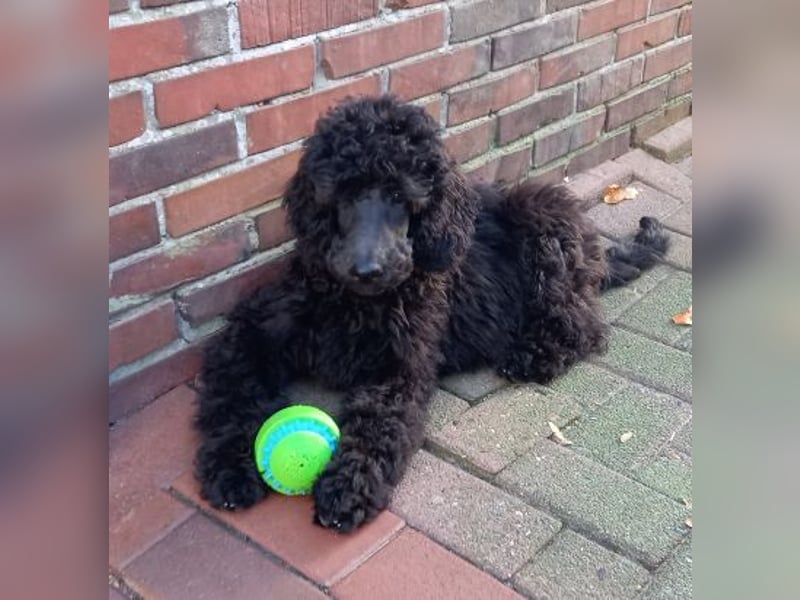 Großpudel Rüde Welpe schwarz,  navi grünes  Halsband