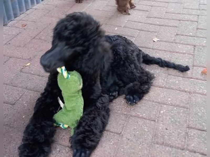 Großpudel Rüde Welpe schwarz,  lila Halsband