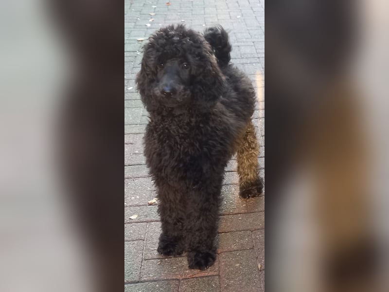 Großpudel Rüde Welpe schwarz,  navi grünes  Halsband