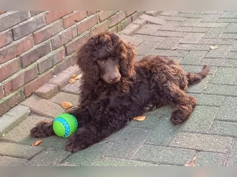 Großpudel braun Rüde Welpe Orangie