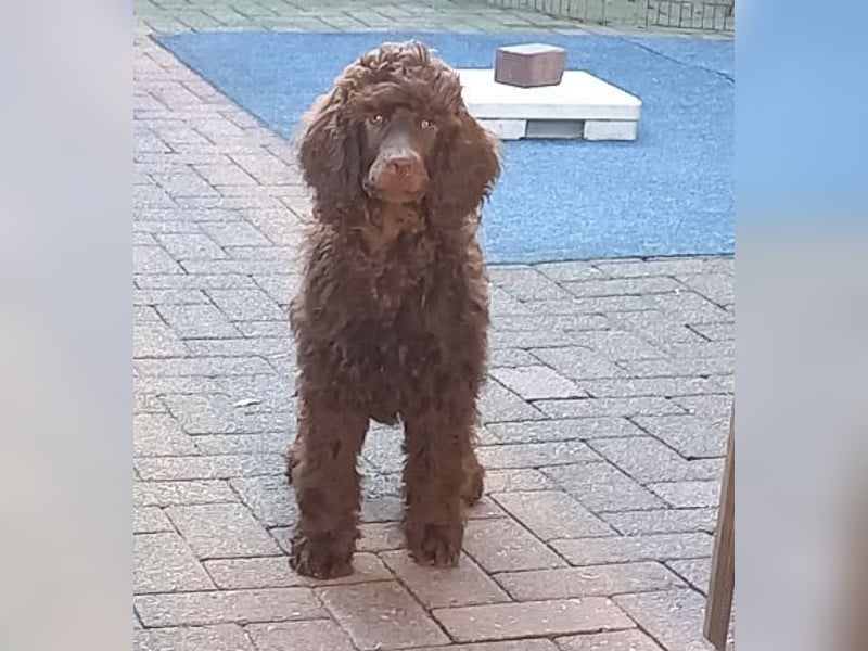 Großpudel braun Rüde Welpe Orangie