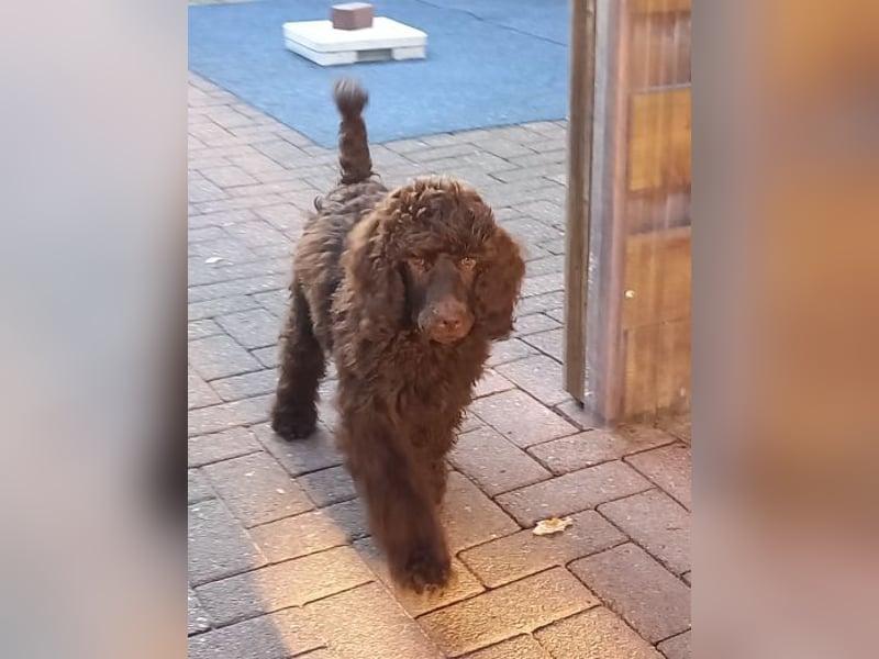 Großpudel braun Rüde Welpe Orangie