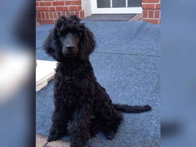 Großpudel Rüde Welpe schwarz,  lila Halsband