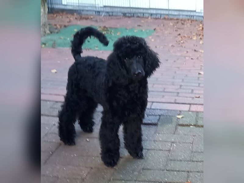 Großpudel schwarze Hündin Welpe Amira