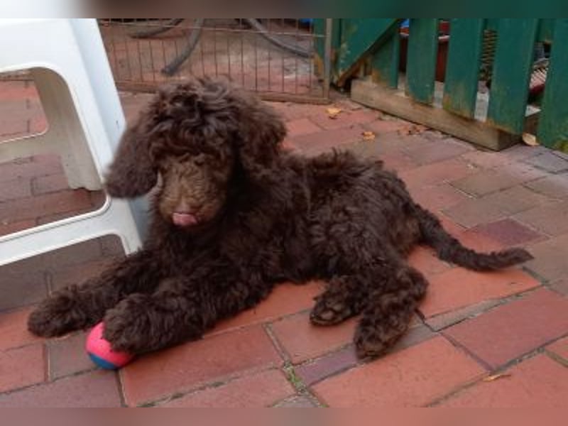 Großpudel braun Rüde Welpe Orangie