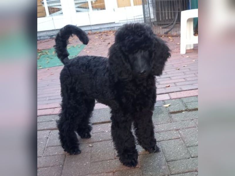 Großpudel schwarze Hündin Welpe Amira