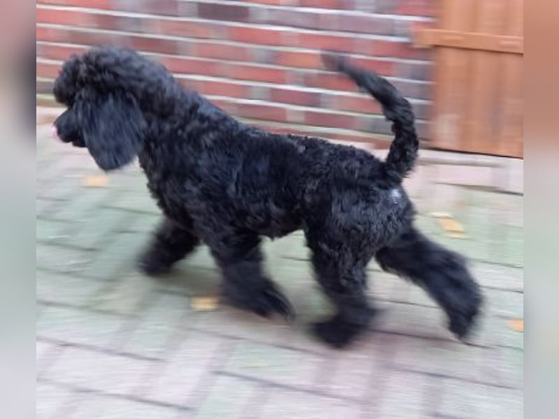 Großpudel Rüde Welpe schwarz,  lila Halsband