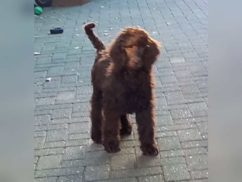 Großpudel braun Rüde Welpe Orangie