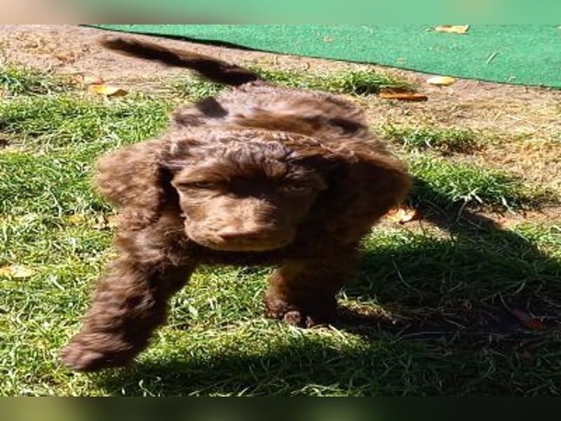 Großpudel braun Rüde Welpe Orangie